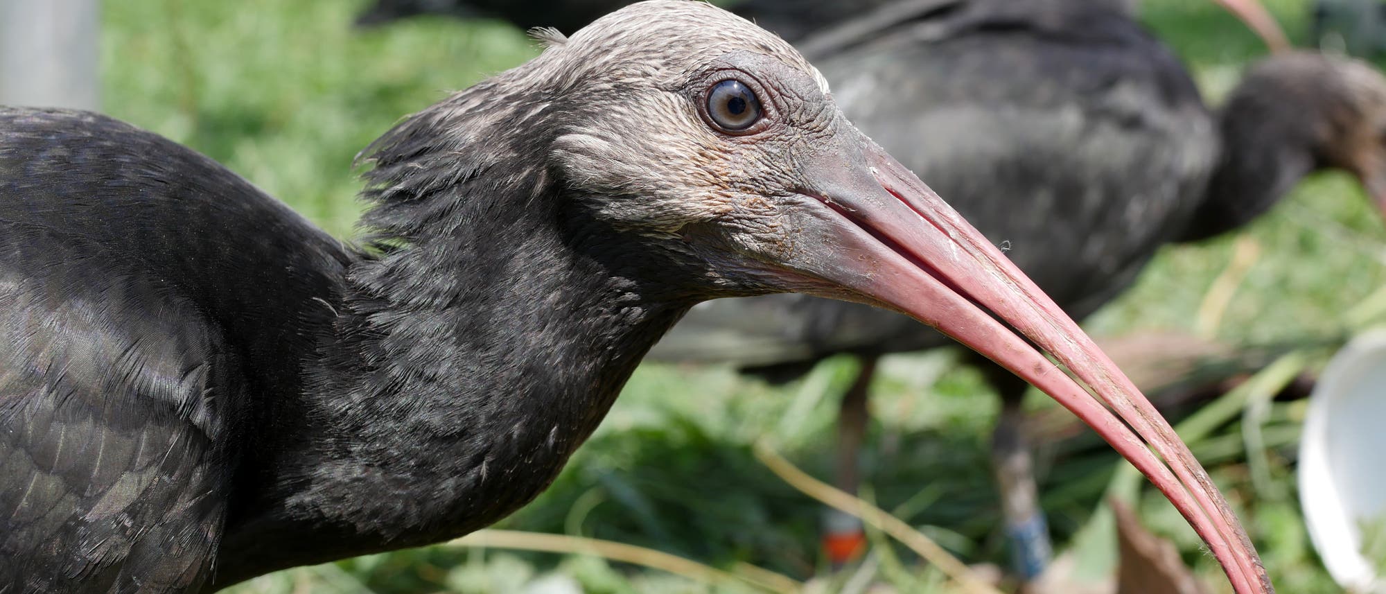 Der Waldrapp ist ein schwarzer Vogel mit kahlem Kopf und langem Schnabel