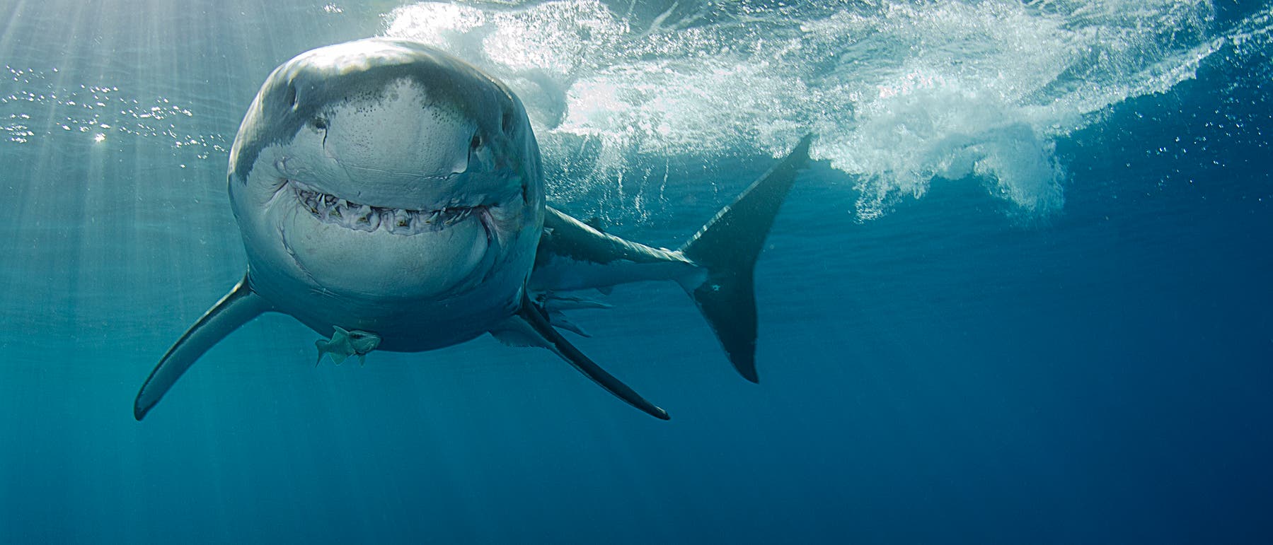 Weißer Hai - tausende Zähne im Lauf eines Lebens