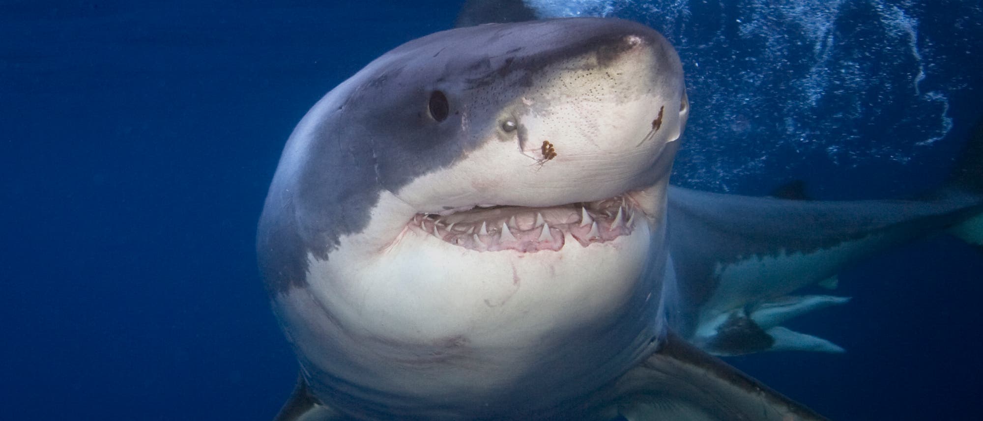 Dieser Weiße Hai ist noch wach und lächelt in die Kamera