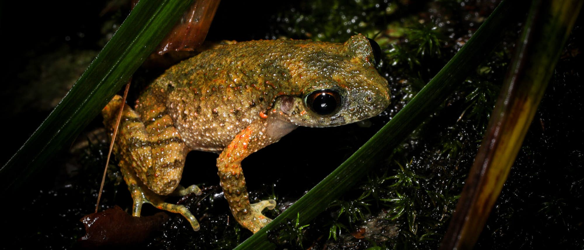 Ein Frosch sitzt auf feuchtem Boden, umgeben von gr&uuml;nen Bl&auml;ttern und Moos. Der Frosch hat eine gr&uuml;nlich-braune, strukturierte Haut und gro&szlig;e, dunkle Augen. Die Umgebung ist dunkel und feucht, was auf einen nat&uuml;rlichen Lebensraum hinweist.