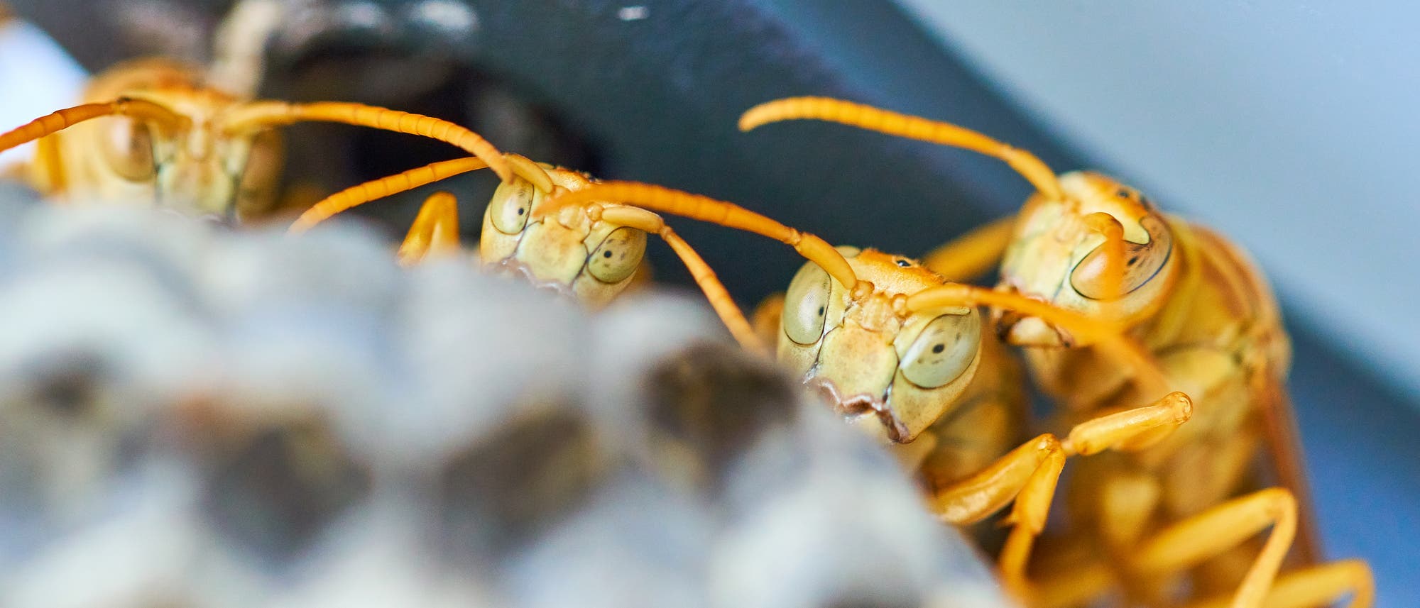 Mehrere gelbe Wespen gucken über den Rand ihres Nests
