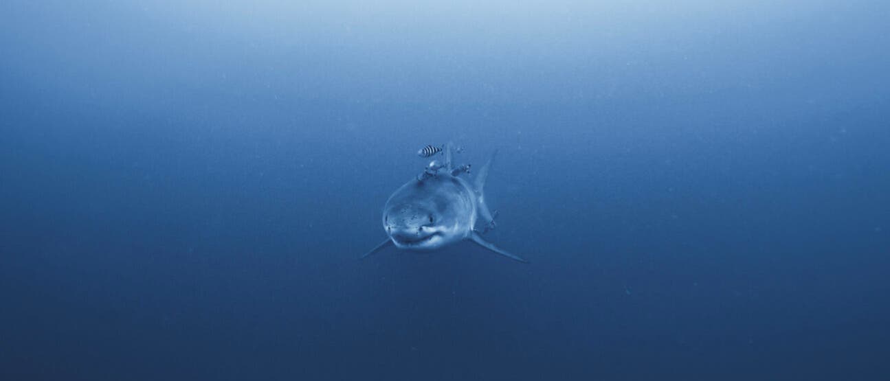 Ein Hai schwimmt in tiefem, blauem Wasser auf die Kamera zu. Über dem Hai sind zwei kleine Fische zu sehen. Der Hintergrund ist einfarbig blau, was die Tiefe des Ozeans betont. Unten im Bild steht der Text: "© Derk Remmers | GHOST DIVING". Ein Hai schwimmt in tiefem, blauem Wasser auf die Kamera zu. Über dem Hai sind zwei kleine Fische zu sehen. Der Hintergrund ist einfarbig blau, was die Tiefe des Ozeans betont. Unten im Bild steht der Text: "© Derk Remmers | GHOST DIVING".
