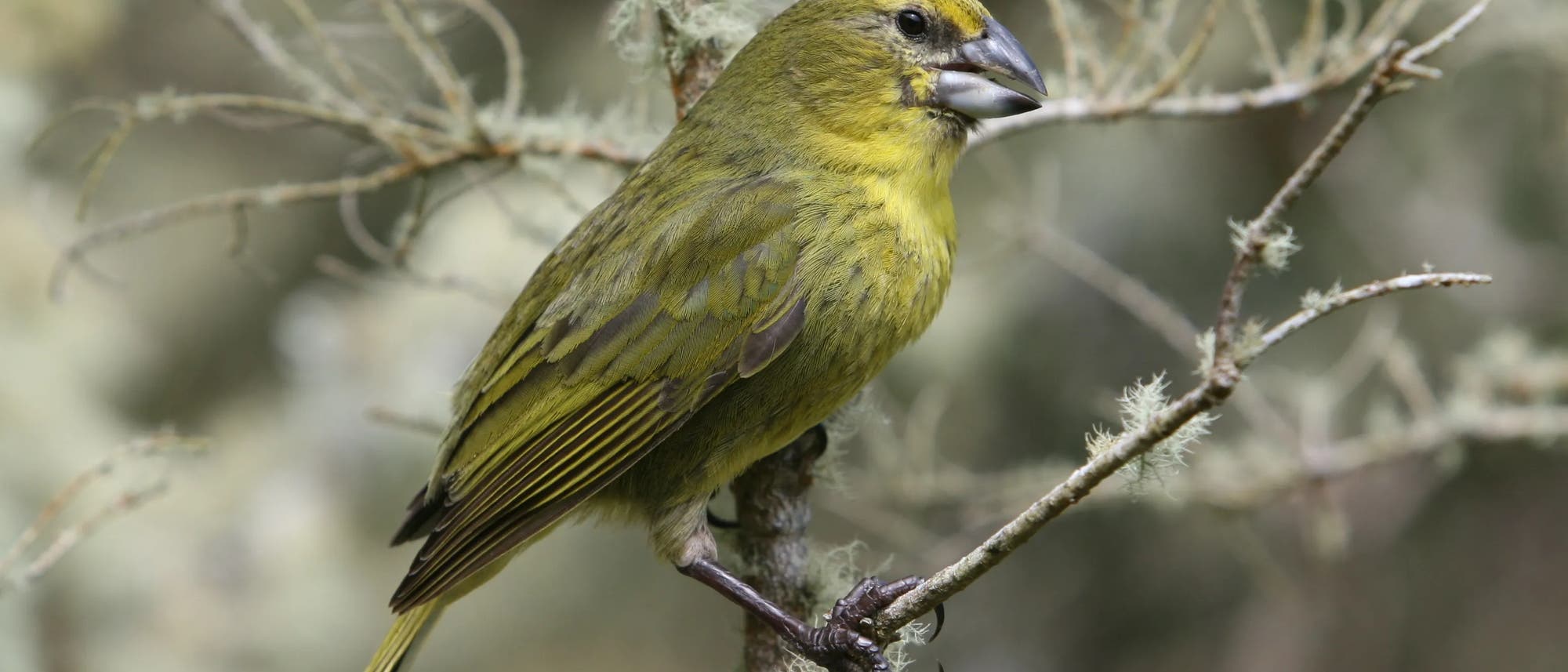 Ein gelblichgrüner Singvogel mit kräftigem, dunklen Schnabel sitzt auf einem Zweig eines Gebüschs, auf dem helle Flechten wachsen. Der Vogel blickt nach rechts, er hat dünne Beine und Zehen mit kräftigen Zehen und Krallen.