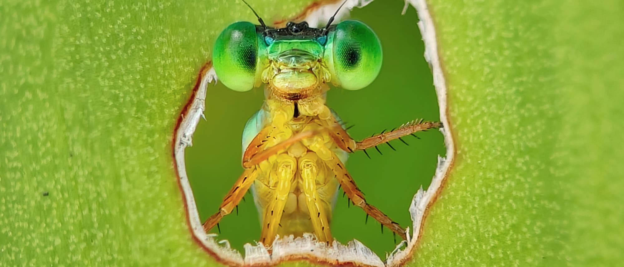 Eine Libelle mit leuchtend gr&uuml;nen Augen schaut durch ein Loch in einem gr&uuml;nen Blatt. Die Nahaufnahme zeigt die detaillierte Struktur der Augen und die zarten Fl&uuml;gel der Libelle. Das Bild hebt die leuchtenden Farben und die nat&uuml;rliche Umgebung hervor.