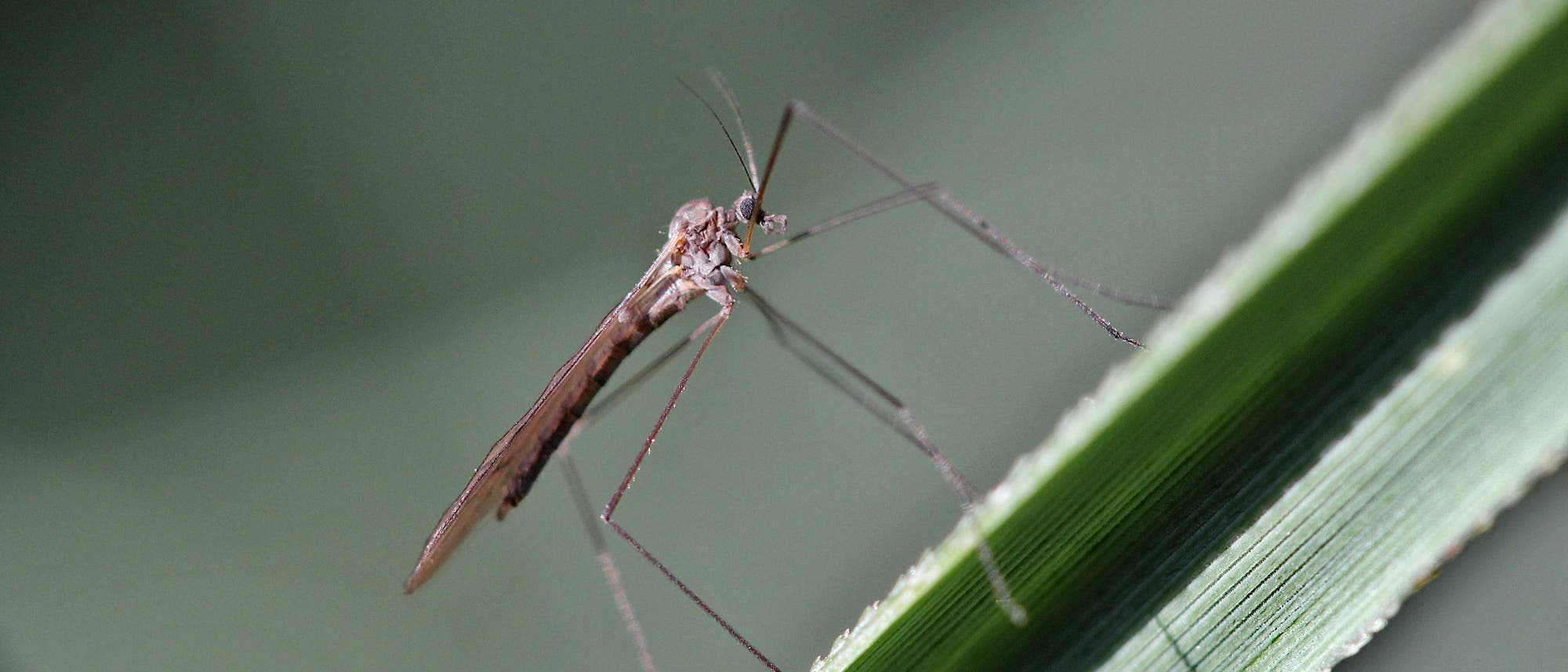 Eine graue Wintermücke sitzt auf einem grünen Blatt. Sie hat lange Fühler, lange, filigrane Beine und einen kleinen Kopf. Der Hinterleib ist gestreift.