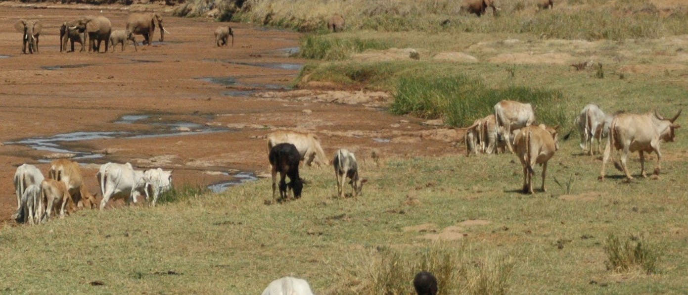 Elefanten und Hirten in Kenia