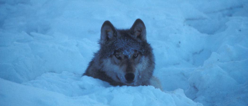 Wolf im Winterpelz