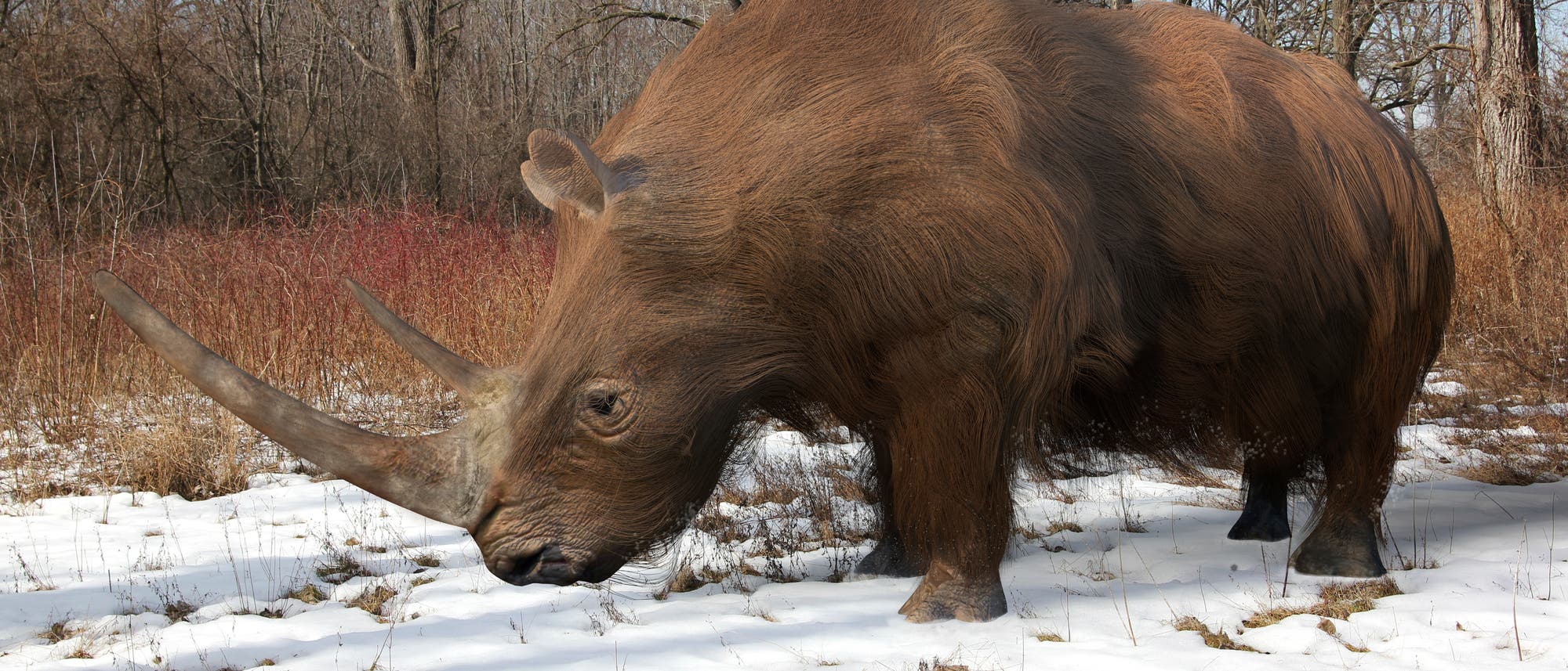 Wollnashorn - der nordische Vetter der Rhinozerosse