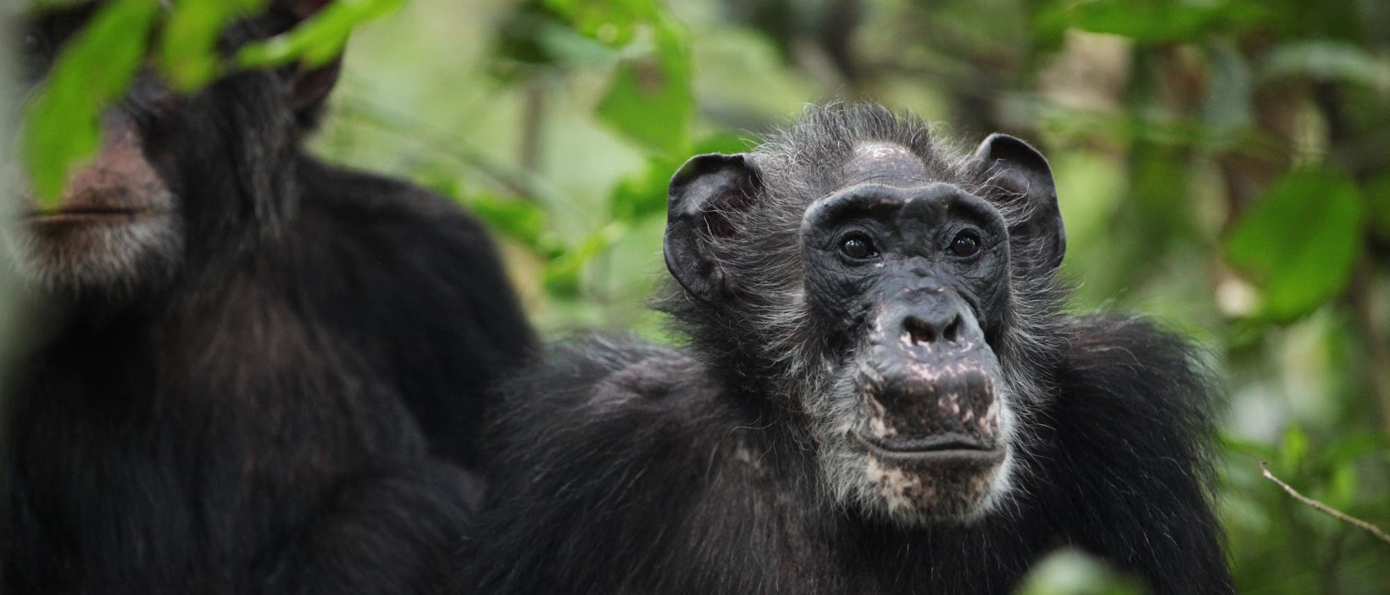 Ein ältere Schimpansendame, die bereits in der Menopause ist, sitzt im Wald