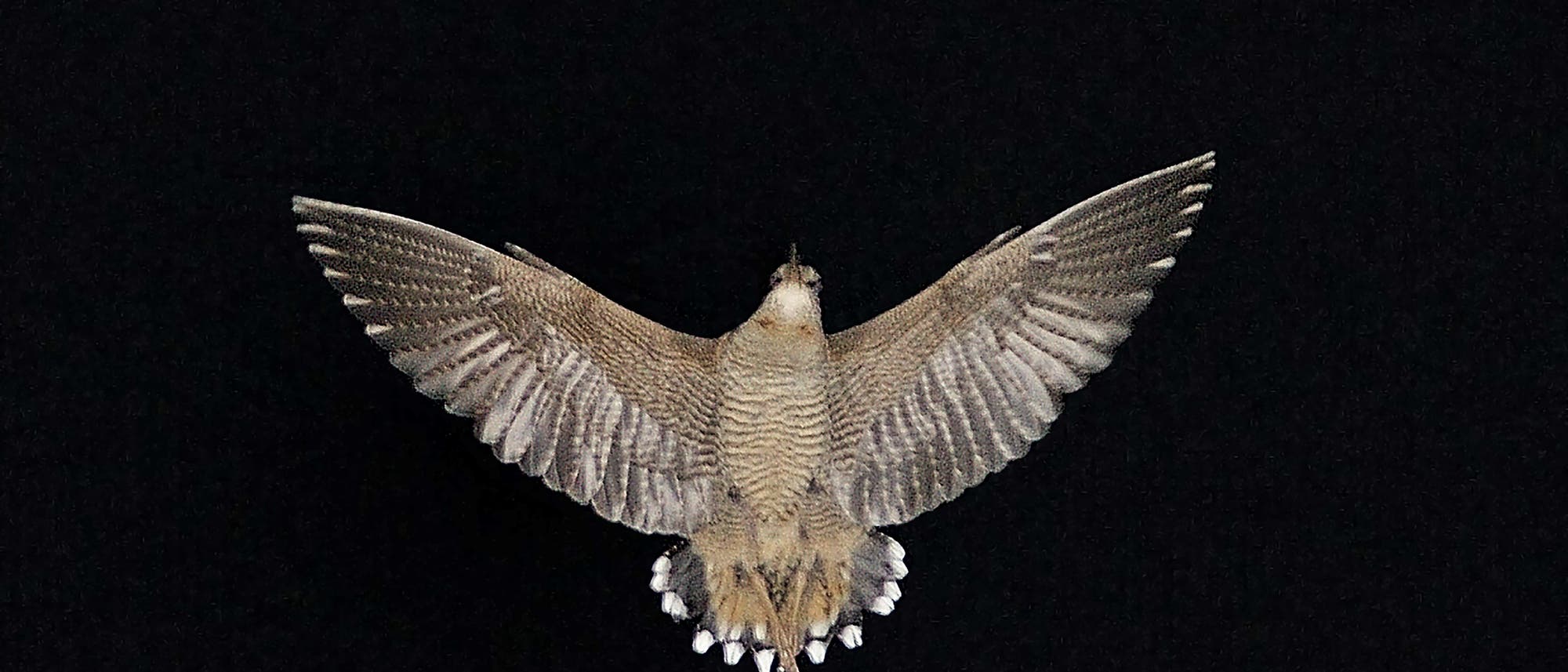 Fliegende Waldschnepfe, die ihre weißen Schwanzfedern zeigt