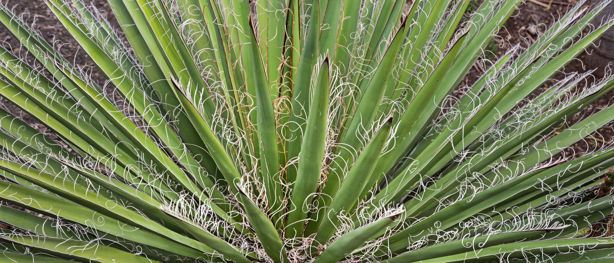 Yuccas haben spitze Blätter