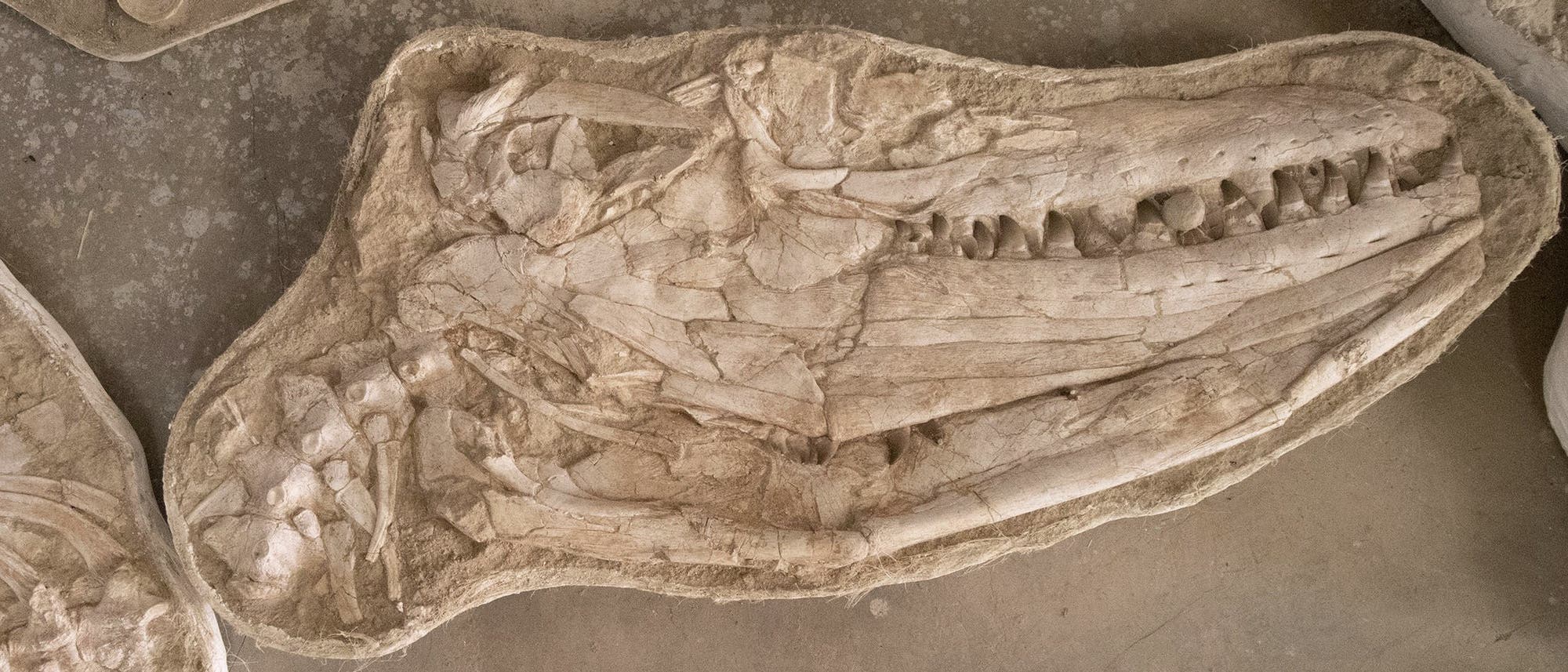 Fossiler Kopf von Thalassotitan atrox