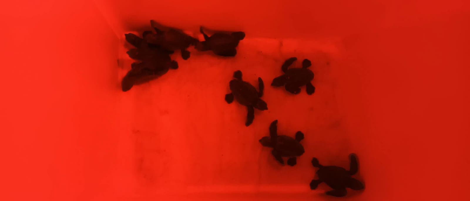 Die mallorquinischen Schildkröten wurden in eine Naturschutzeinrichtung verbracht.