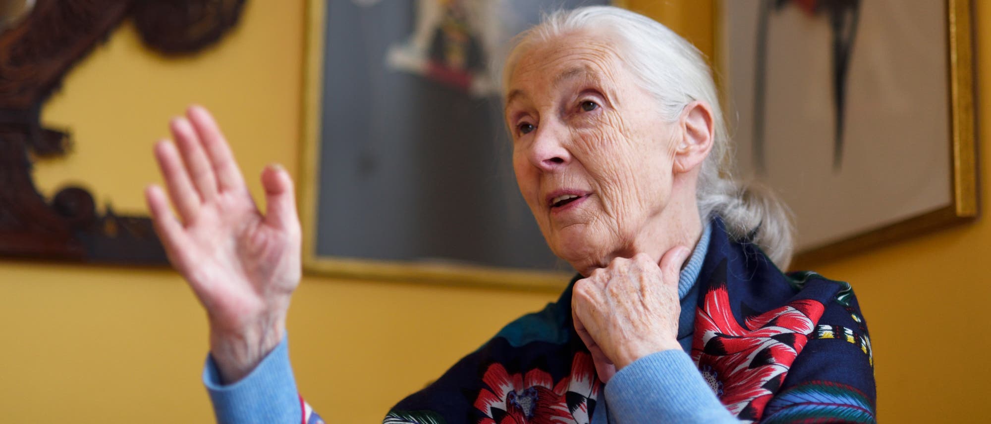 Jane Goodall ist die berühmteste Schimpansenforscherin der Welt. 25 Jahre lang untersuchte sie das Verhalten dieser Menschenaffen. Jane Goodall ist die berühmteste Schimpansenforscherin der Welt. 25 Jahre lang untersuchte sie das Verhalten dieser Menschenaffen.