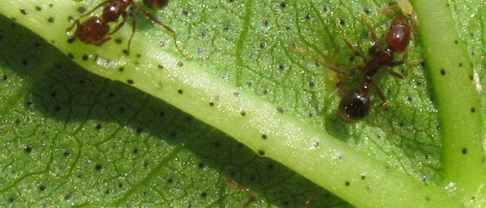 Ameisen mit Blattläusen