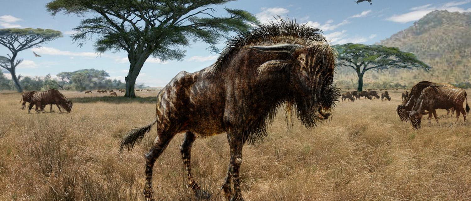 Rusingoryx-Antilope aus Ostafrika