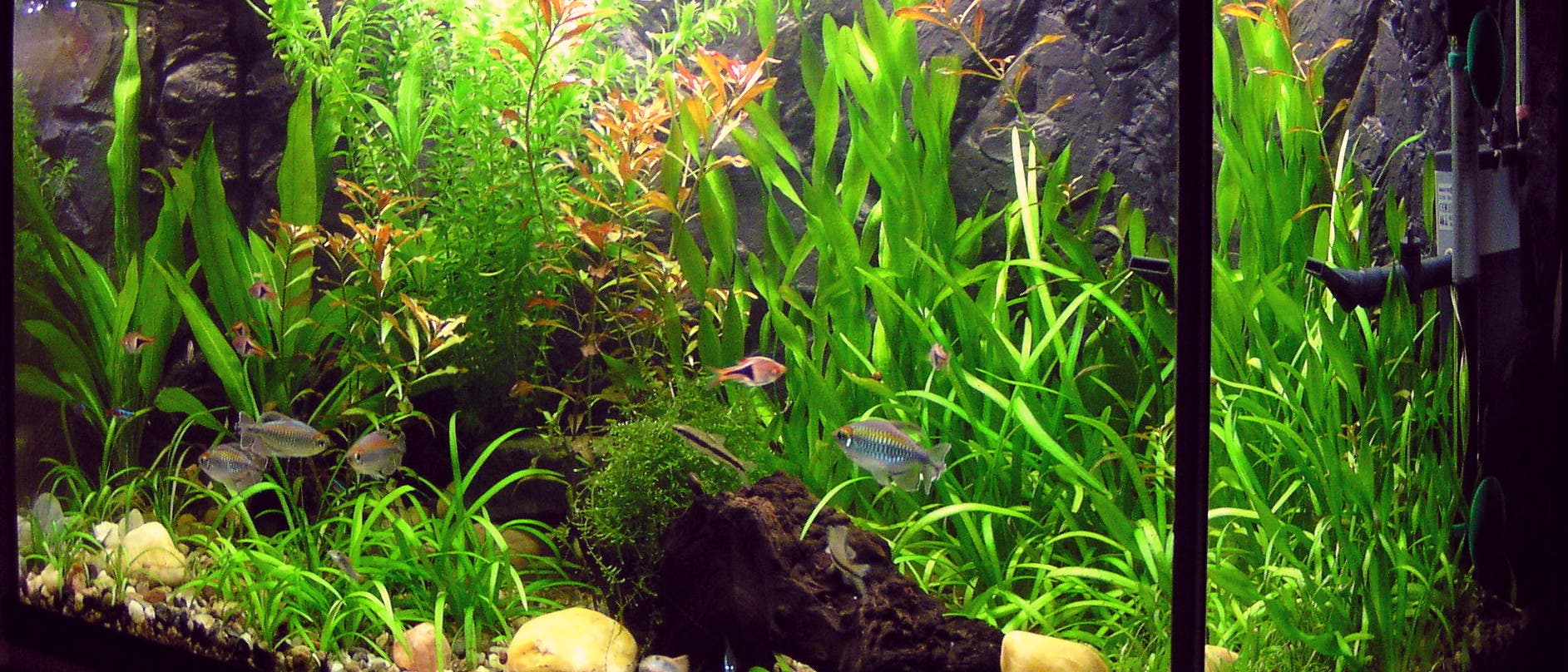 Wohnzimmer-Aquarium mit Pflanzen und Fischen