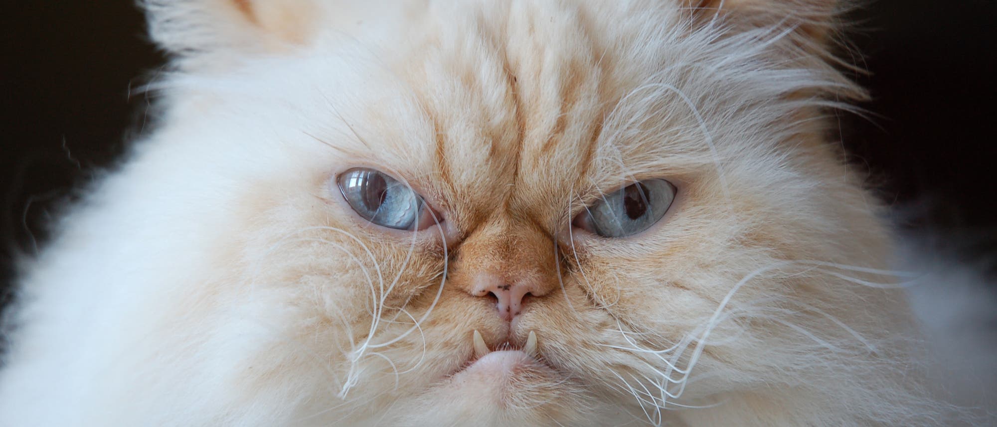 Katze guckt verärgert. Hat ihr das Fressi Fressi nicht geschmeckt?