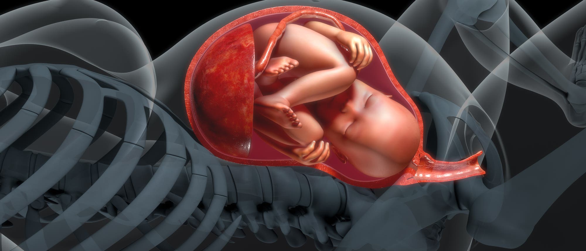 Ungeborenes in der Gebärmutter
