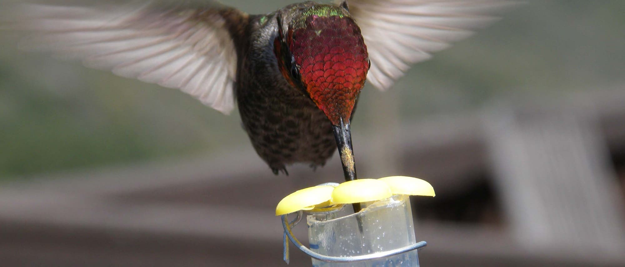 Kolibris schmecken Süßes statt Herzhaftes