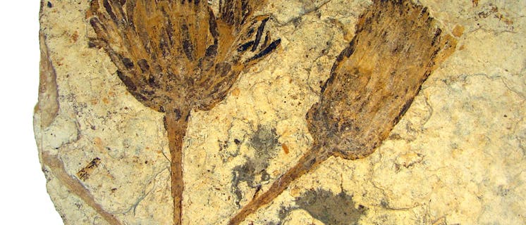 Fossiler Korbblütler