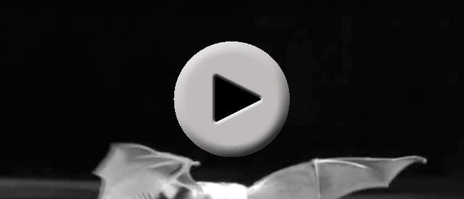 Teaserbild Fledermaus-Video