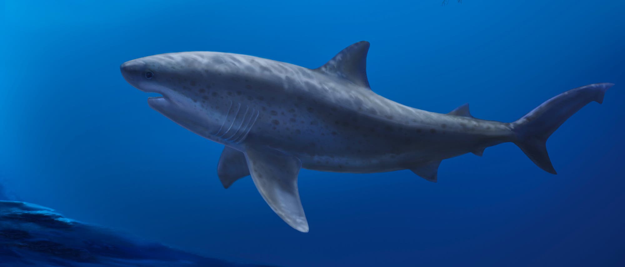 Eine k&uuml;nstlerische Darstellung eines gro&szlig;en Hais, der durch tiefblaues Wasser schwimmt. Der Hai ist seitlich abgebildet, mit sichtbaren Flossen und einem kr&auml;ftigen K&ouml;rper. Die Oberfl&auml;che des Hais zeigt eine gesprenkelte Musterung, die seine Textur betont. Die Szene vermittelt ein Gef&uuml;hl von Ruhe und Erhabenheit in der Unterwasserwelt.