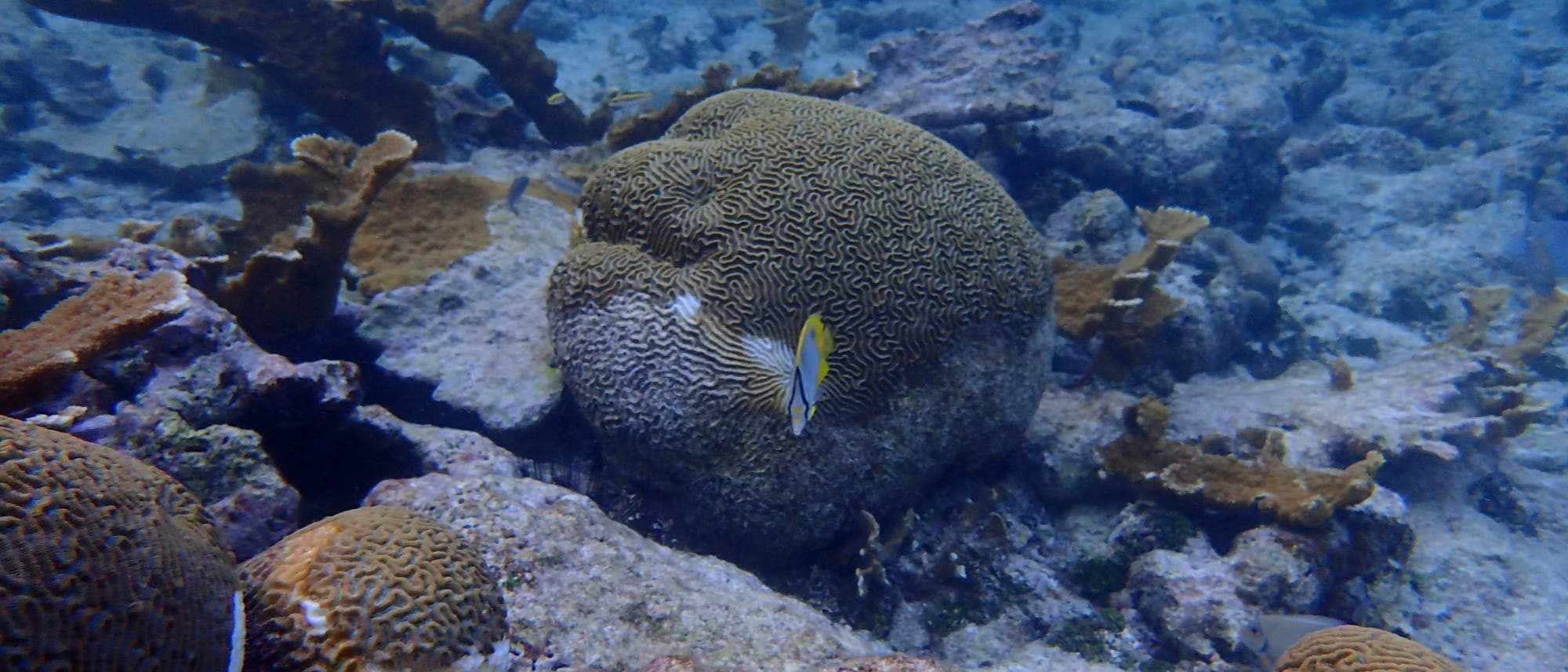 Ein Korallenriff in Belize mit toten, bleichen Korallen, lebenden gesunden und farbigen Geweihkorallen sowie kranken, bleichen als auch gesunden bunten Hirnkorallen. Vor der zentralen Koralle schwimmt ein bunter Falterfisch.