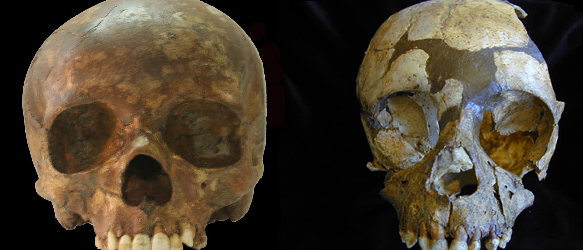 Kinderschädel von Mensch und Neandertaler