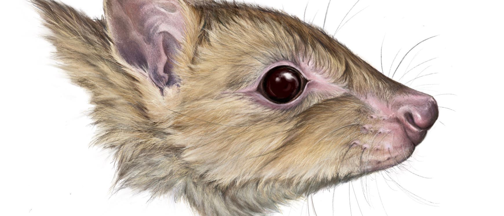 Eine detaillierte künstlerische Zeichnung eines Beuteltierkopfes in Seitenansicht. Das Tier hat ein weiches, braunes Fell, große, dunkle Augen und eine rosa Nase. Die Ohren sind groß und leicht transparent. Die Zeichnung ist signiert und datiert in der unteren rechten Ecke.