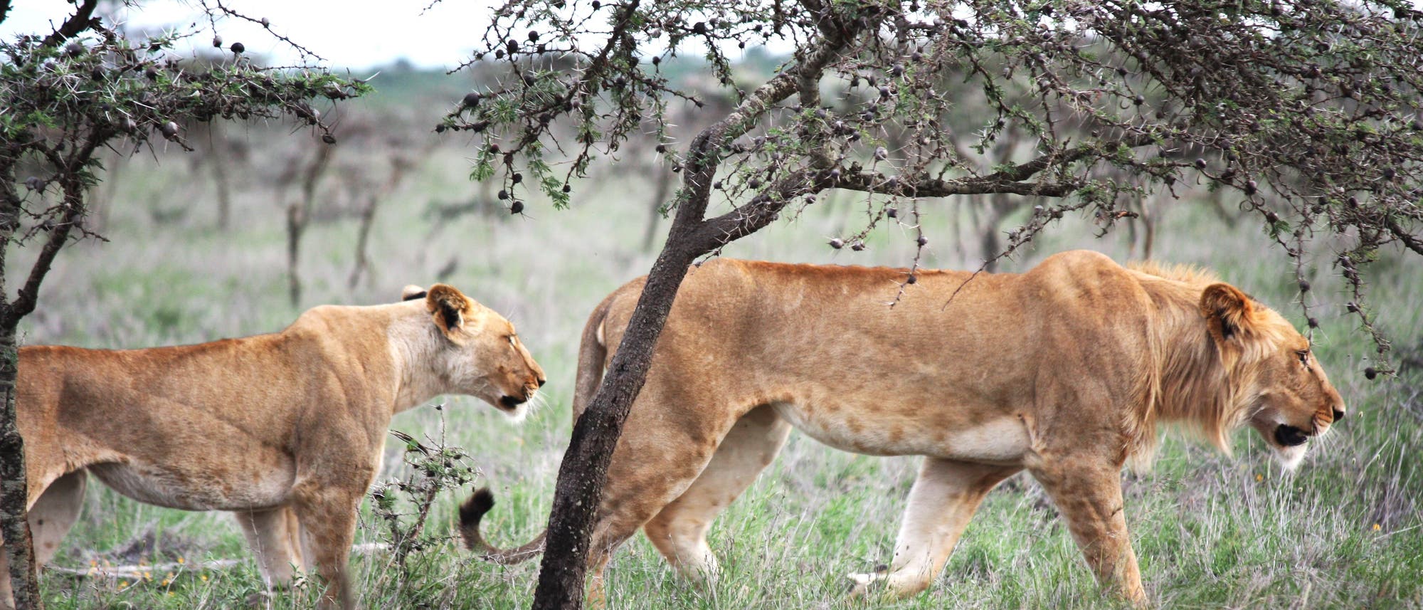 Löwen in Ostafrika