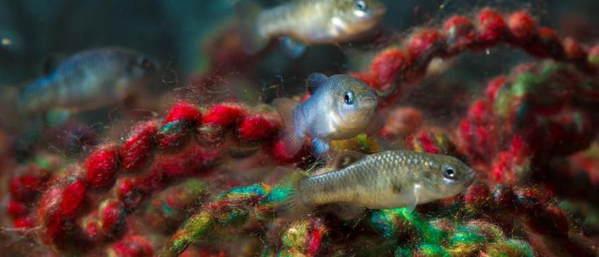 Teufelskärpflinge im Aquarium