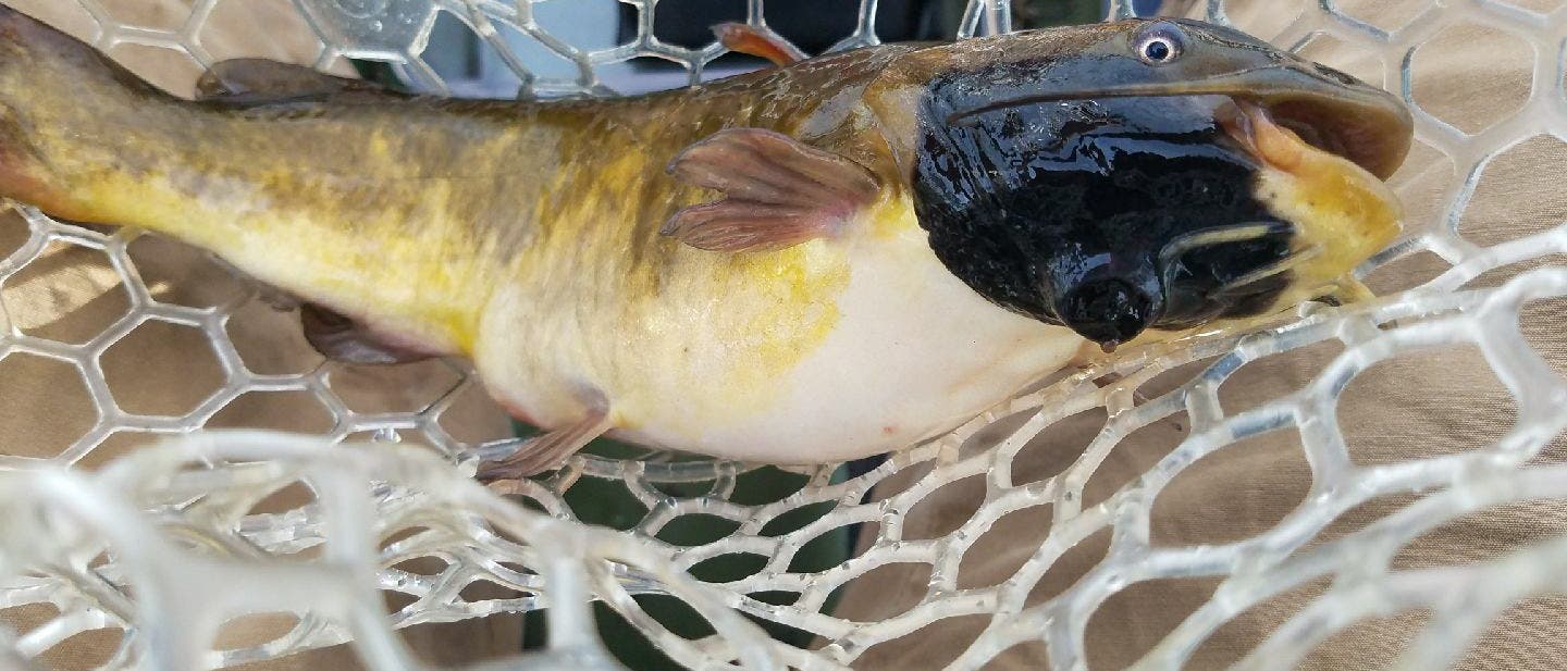 Übertragbares Melanom: Hautkrebs springt von Fisch zu Fisch