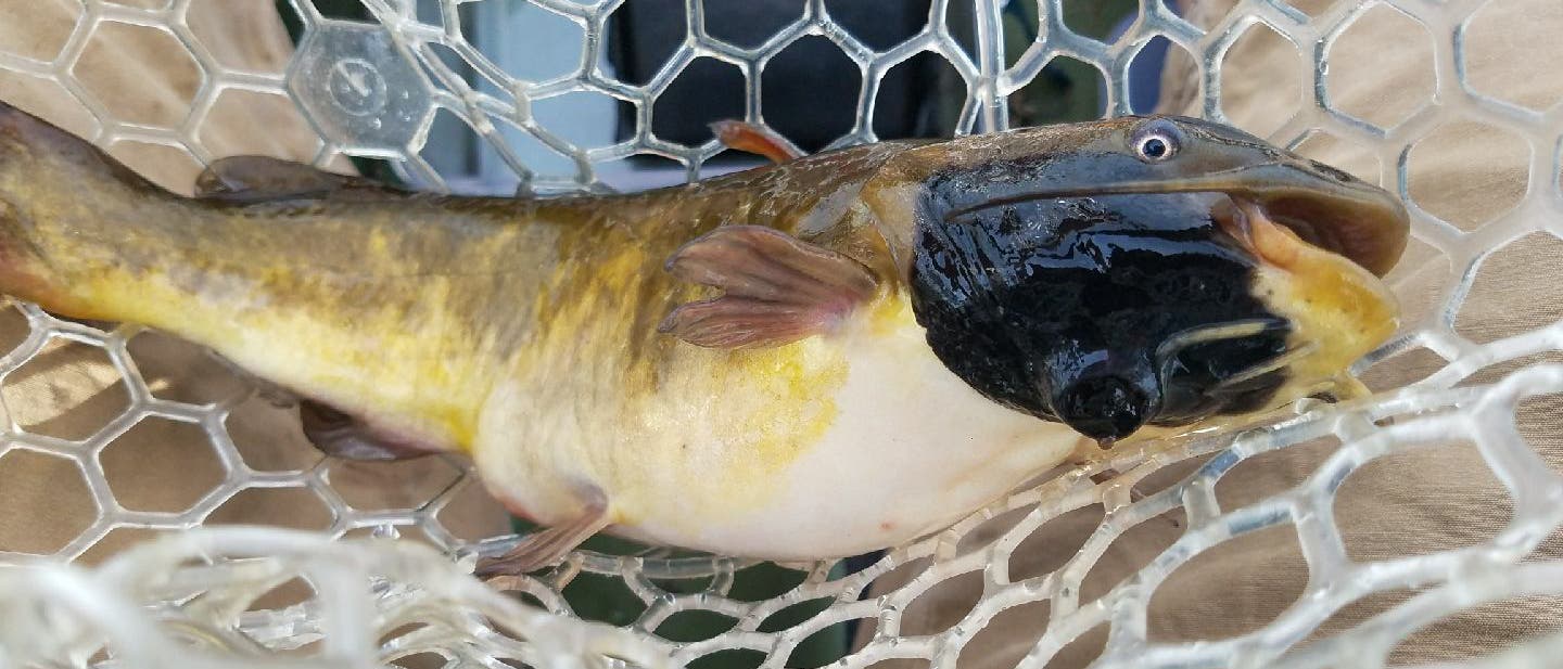 Ein Fisch mit einem dunklen Kopf und einem gelblichen K&ouml;rper liegt in einem Netz. Der Fisch hat kleine Flossen und ist in einem sechseckigen Netz gefangen. Der Hintergrund zeigt unscharf eine Person in heller Kleidung.
