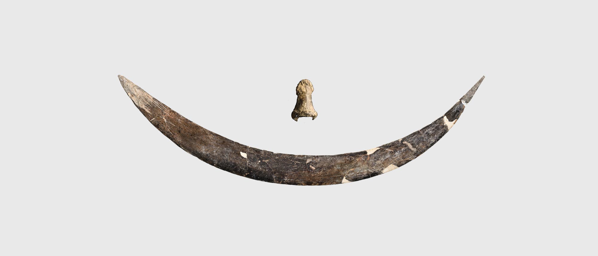 Ein großes, gebogenes Mammutstoßzahnfragment liegt auf einem hellgrauen Hintergrund. Darüber schwebt ein kleinerer, knochenartiger Gegenstand. Beide Objekte sind antik und zeigen Anzeichen von Alterung und Verwitterung.