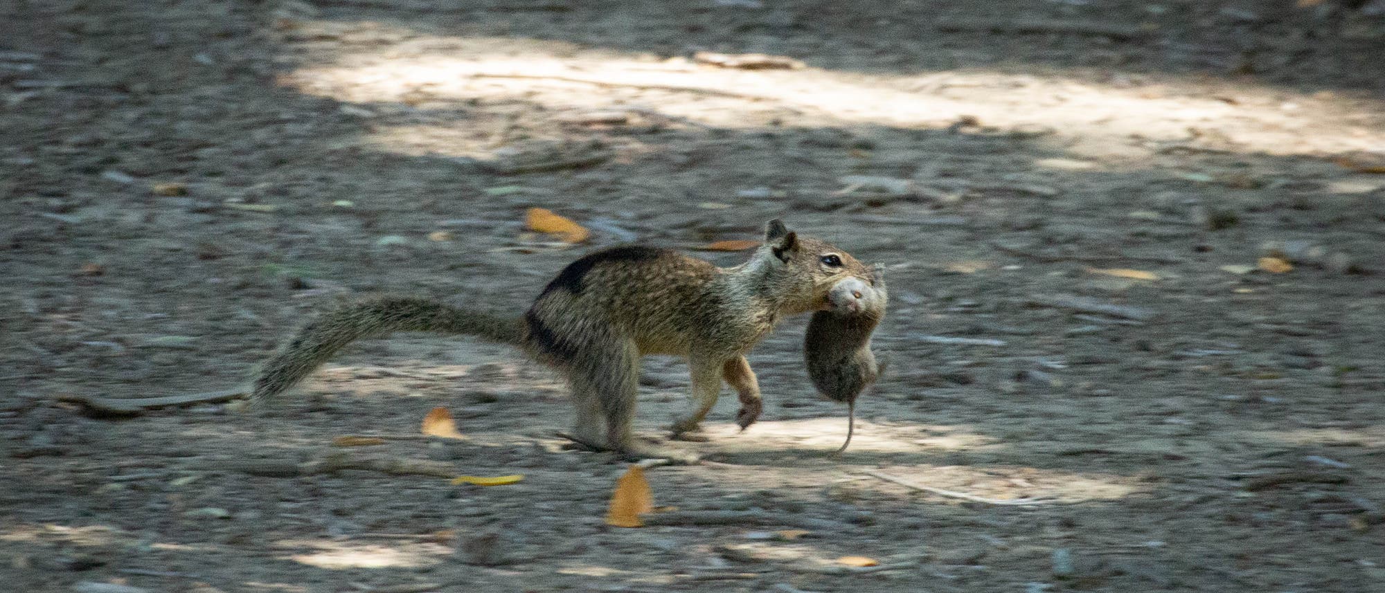 Ein graubraunes Erdhörnchen mit gebeugtem Schwanz rennt mit einer Wühlmaus zwischen den Zähnen davon. Der Boden besteht aus Sand, auf dem einzelne Blätter liegen.