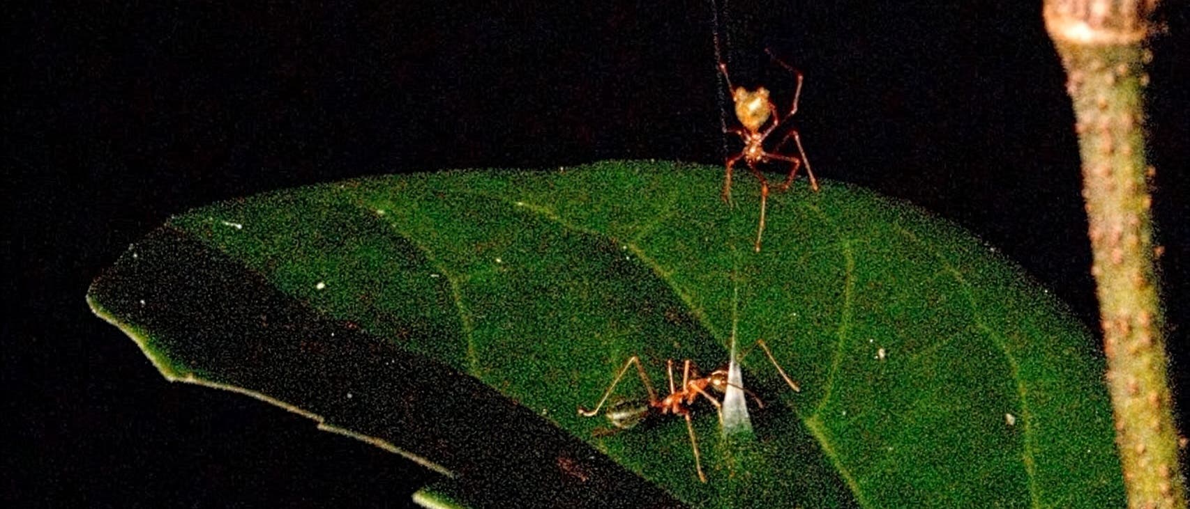 Eine Ameise auf einem großen, grünen Blatt. Eine Spinne hängt an einem dünnen Faden von oben herab. Der Hintergrund ist dunkel, was die Ameisen und das Blatt hervorhebt.
Eine Ameise auf einem großen, grünen Blatt. Eine Spinne hängt an einem dünnen Faden von oben herab. Der Hintergrund ist dunkel, was die Ameisen und das Blatt hervorhebt.
