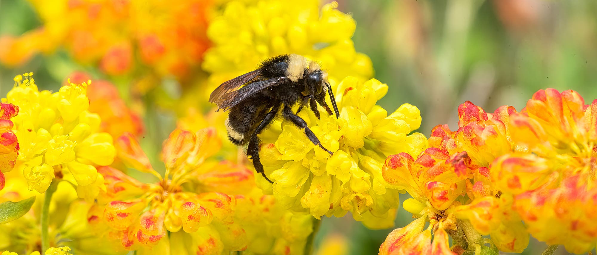 Europäische Honigbiene auf einer gelben Blüte.