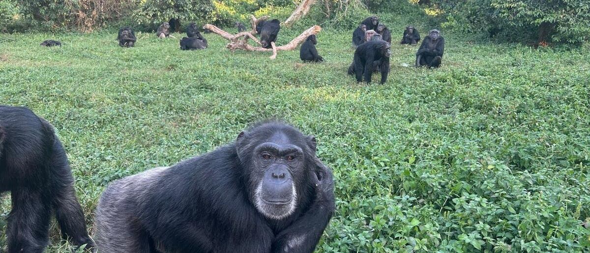 Eine Gruppe von Schimpansen sitzt und bewegt sich auf einer grünen Wiese, umgeben von dichtem Wald. Im Vordergrund steht ein Schimpanse, der den Betrachter direkt ansieht. Im Hintergrund sind mehrere Schimpansen in verschiedenen Positionen zu sehen, einige sitzen, andere stehen. Ein umgestürzter Baumstamm liegt in der Mitte der Szene. Die Umgebung ist üppig und grün, mit Bäumen und Sträuchern im Hintergrund.