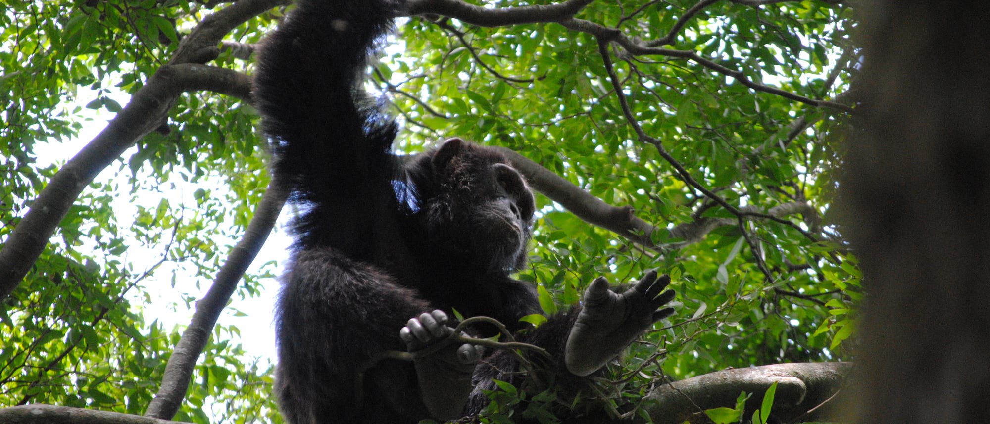 Schimpansen mögen es luftig und stabil