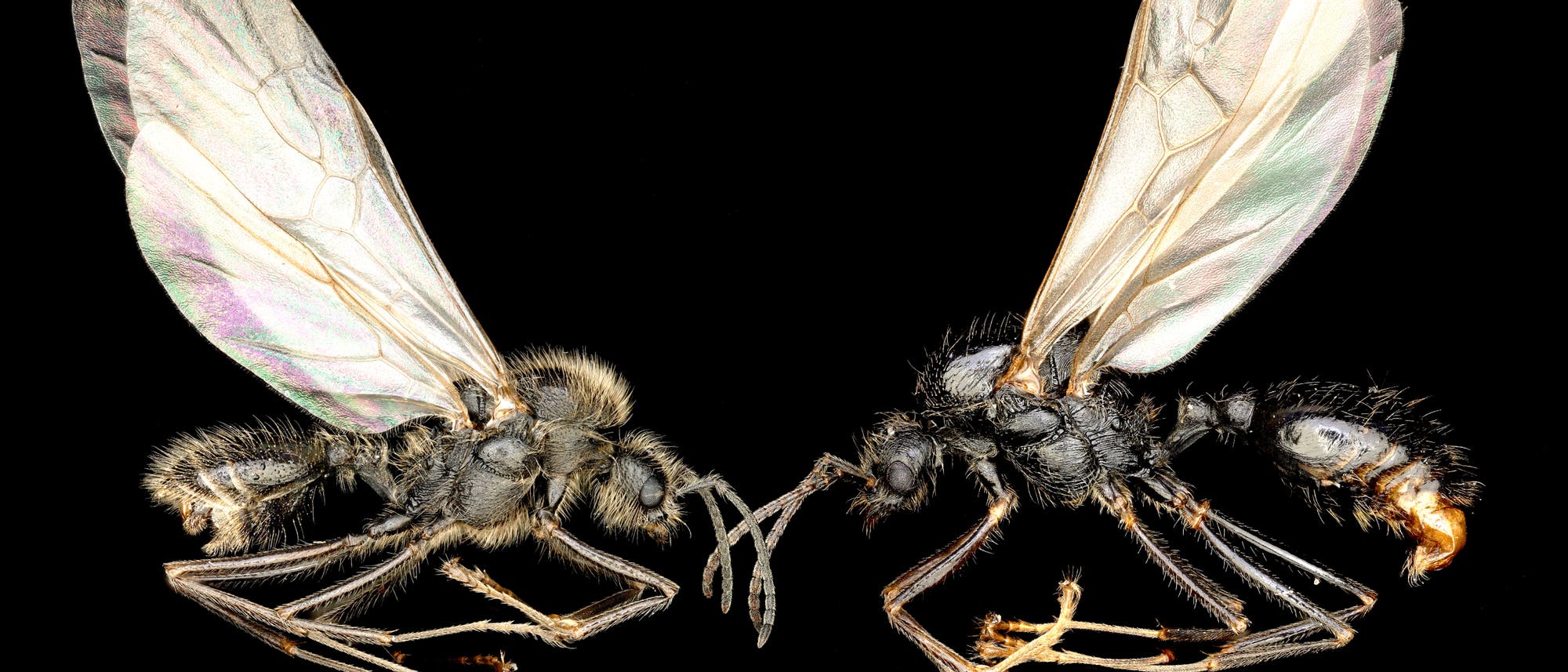 Zwei geflügelte Ameisen, die einander gegenüber liegen, auf schwarzem Hintergrund. Beide Insekten haben durchscheinende Flügel und einen behaarten Körper. Die Details der Flügelstruktur und der Körperbehaarung sind deutlich sichtbar.