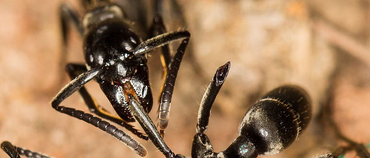Eine Matabele-Ameise behandelt eine verletzte Artgenossin.