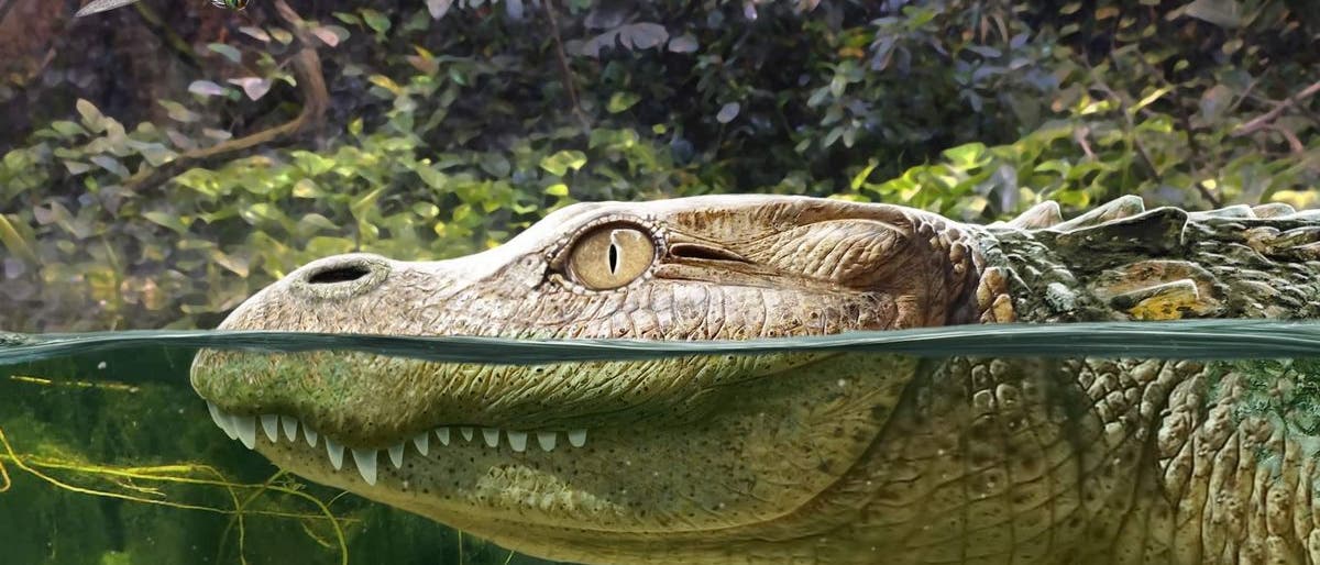 Illustration des fossilen Alligators aus Thailand
