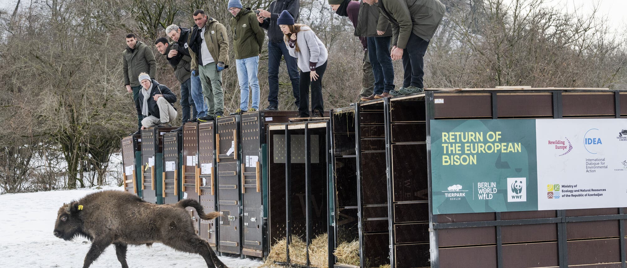 Eine Gruppe von Menschen steht auf gro&szlig;en Transportkisten, w&auml;hrend ein europ&auml;ischer Bison in eine schneebedeckte Landschaft entlassen wird. Auf den Kisten ist ein Banner mit der Aufschrift &bdquo;Return of the European Bison&ldquo; zu sehen, begleitet von Logos verschiedener Organisationen. Im Hintergrund sind schneebedeckte B&auml;ume und H&uuml;gel zu erkennen. Die Szene zeigt die Freilassung eines Bisons in die Wildnis als Teil eines Naturschutzprojekts.