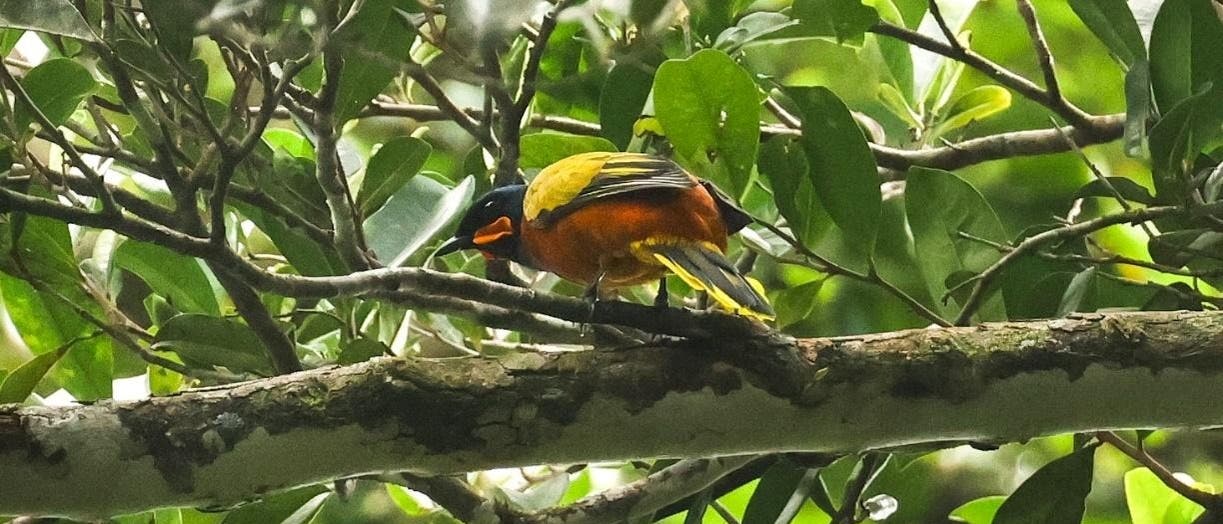 Ein bunter Vogel sitzt auf einem Ast in einem dichten, grünen Blätterdach. Der Vogel hat ein leuchtend orangefarbenes Gefieder mit gelben und schwarzen Akzenten. Die Umgebung ist ein üppiger Wald mit vielen Blättern und Zweigen, die das Bild füllen. Ein bunter Vogel sitzt auf einem Ast in einem dichten, grünen Blätterdach. Der Vogel hat ein leuchtend orangefarbenes Gefieder mit gelben und schwarzen Akzenten. Die Umgebung ist ein üppiger Wald mit vielen Blättern und Zweigen, die das Bild füllen.