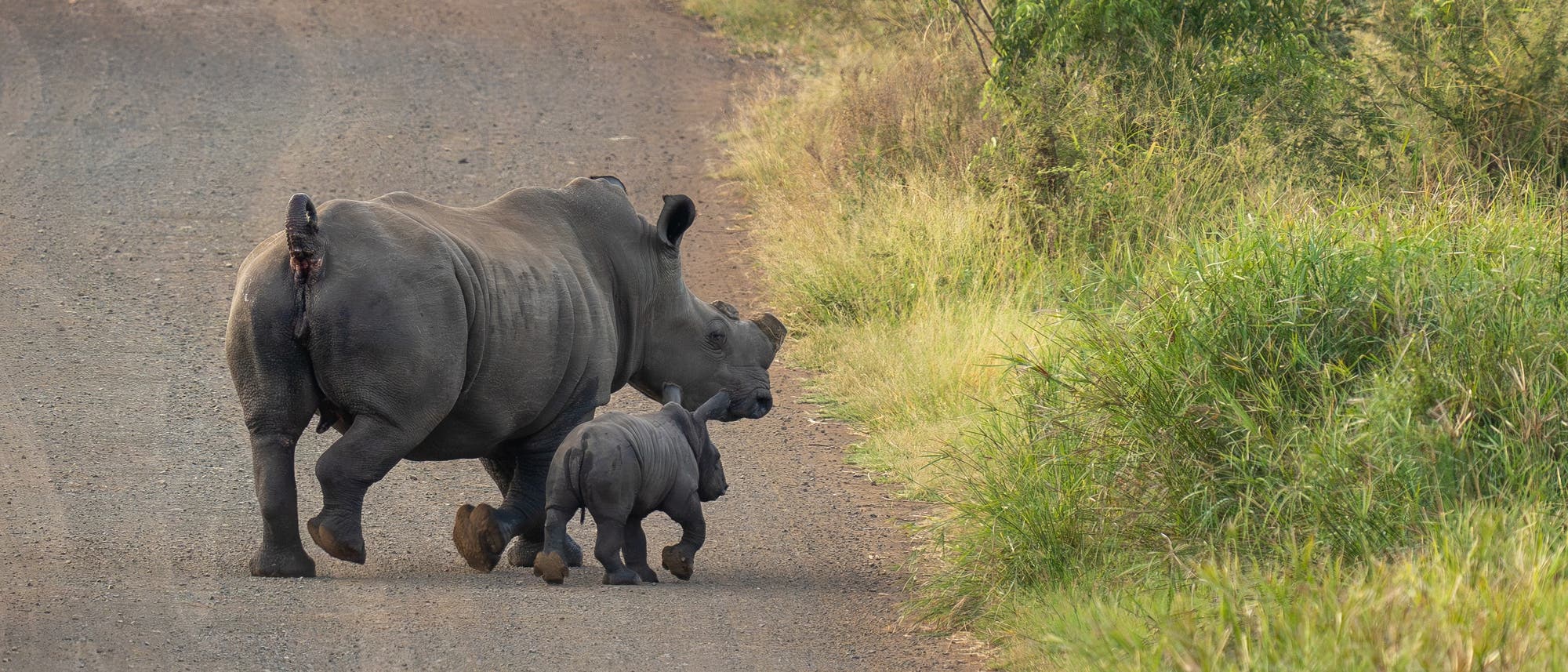 Ein Nashorn ohne Horn und sein Junges laufen auf einer unbefestigten Straße in einer grünen, grasbewachsenen Landschaft. Die Tiere bewegen sich von der Kamera weg, während sie die Straße überqueren. Die Umgebung ist ruhig und natürlich, mit Büschen und Gras an den Straßenseiten. Ein Nashorn ohne Horn und sein Junges laufen auf einer unbefestigten Straße in einer grünen, grasbewachsenen Landschaft. Die Tiere bewegen sich von der Kamera weg, während sie die Straße überqueren. Die Umgebung ist ruhig und natürlich, mit Büschen und Gras an den Straßenseiten.