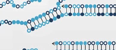 Ein Neuronales Netz aus DNA