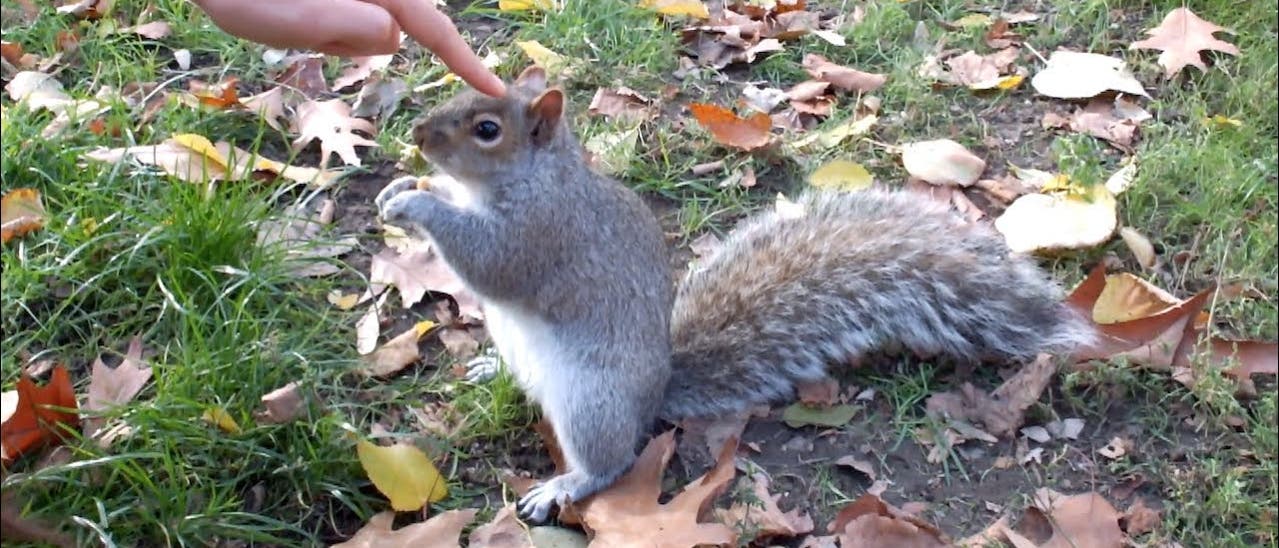 ind Eichhörnchen auch so süß wie sie aussehen?
