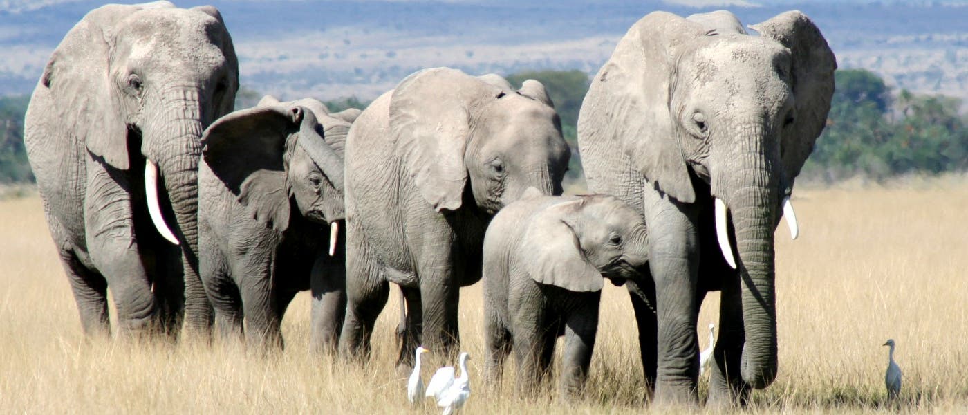 In Freiheit geboren: Elefanten in Afrikas Savanne
