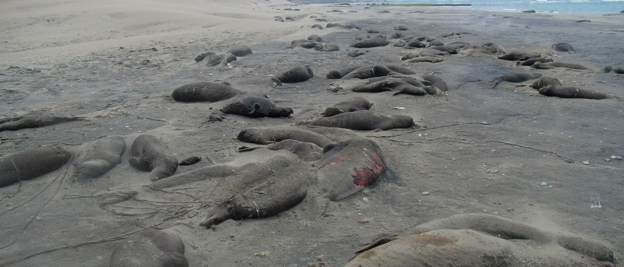 Tote Seeelefanten liegen auf einem einem braunen Sandstrand an der argentinischen Küste, links türmen sich Dünen auf, rechts sieht man das Meer. Der Himmel ist bewölkt